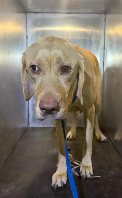 An adult large-sized male Labrador Retriever dog named Colorado for adoption in San Antonio, TX