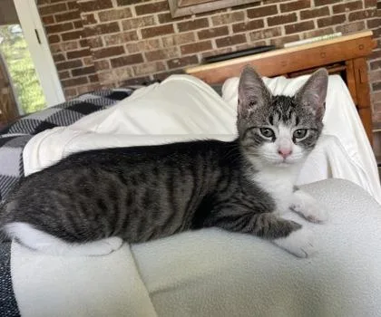 A baby small-sized female Domestic Short Hair cat named Mittens $ for adoption in Seneca, SC