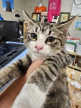 Mittens $ thumbnail 2
