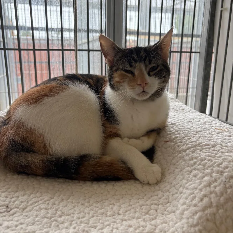 A young medium-sized female Calico Domestic Short Hair cat named Violet for adoption in Santa Barbara, CA