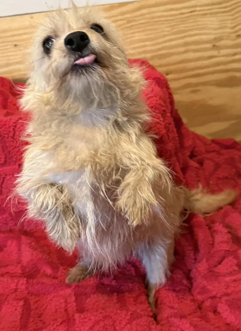Biscuit thumbnail 2