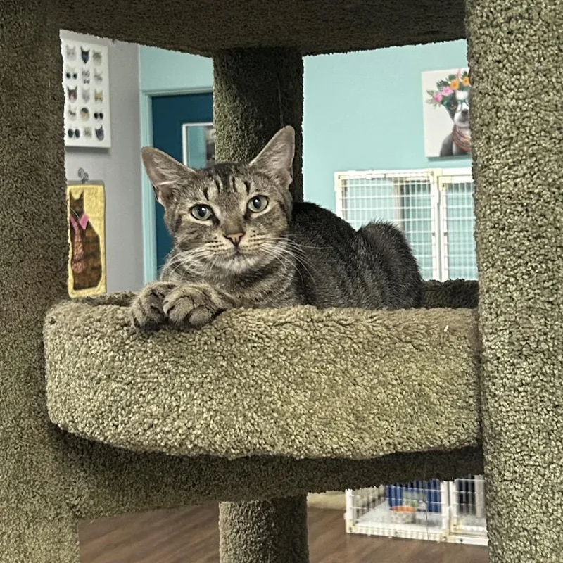 Little Miss Sunshine