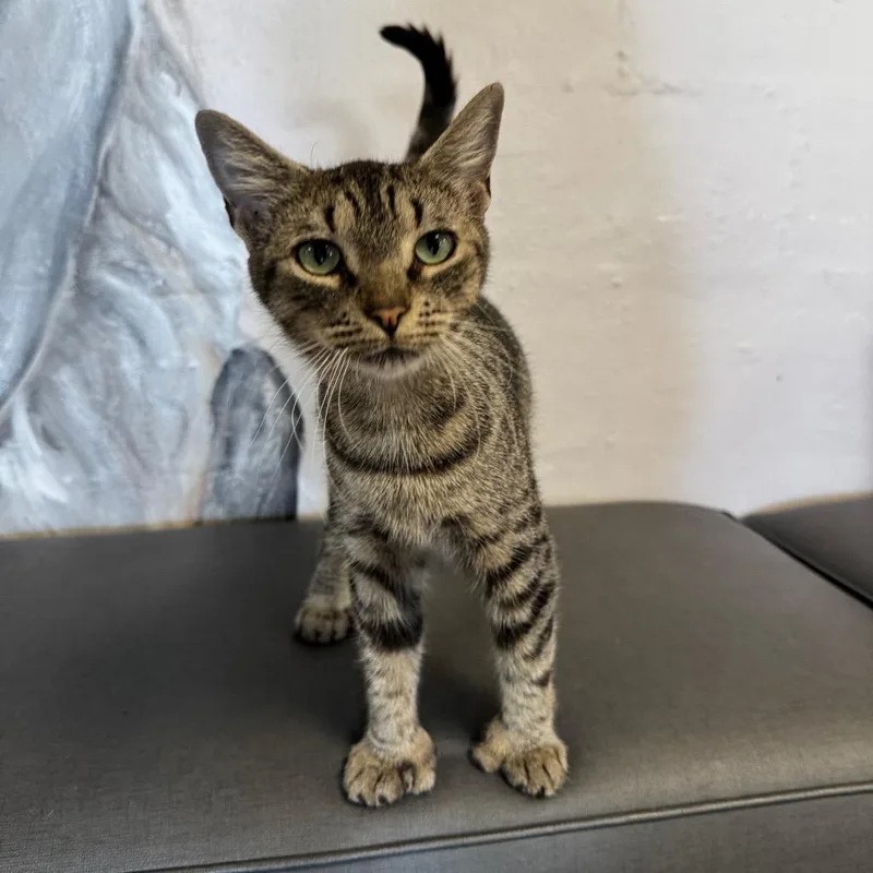 Little Miss Sunshine thumbnail 4