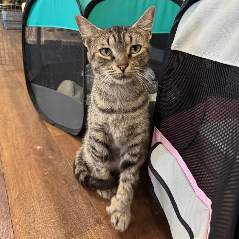 Little Miss Sunshine thumbnail 6