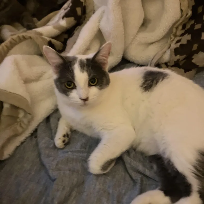 An adult small-sized female American Shorthair cat named Gracie for adoption in El Mirage, AZ