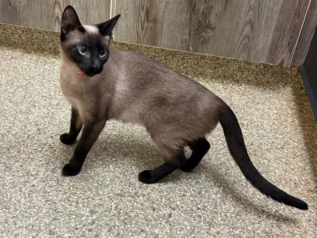 A young medium-sized female Siamese cat named Fireball for adoption in Colorado Springs, CO