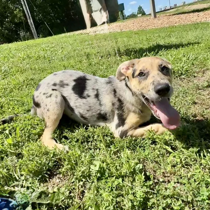 A baby large-sized female Gray / Blue / Silver Catahoula Leopard Dog dog named Lois K for adoption in Union, MO