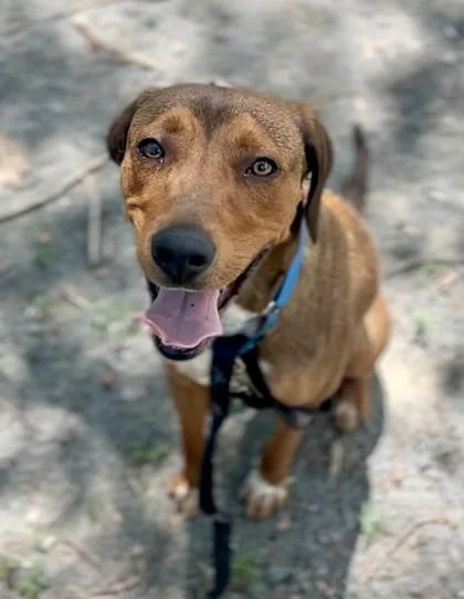 An adult large-sized male Mixed Breed dog named Dune Buggy for adoption in Fairfax, VA