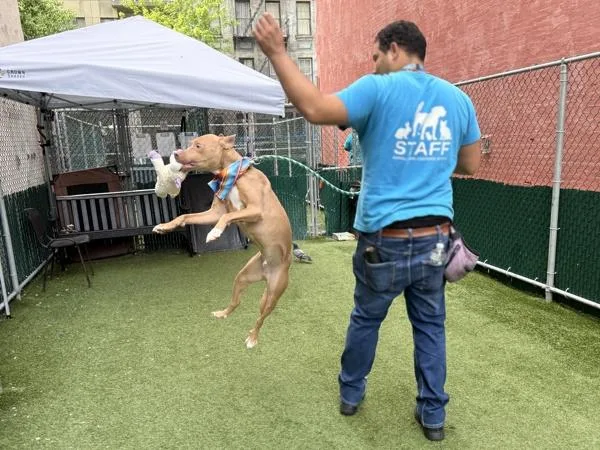 A young medium-sized male Mixed Breed dog named Mustard for adoption in New York, NY