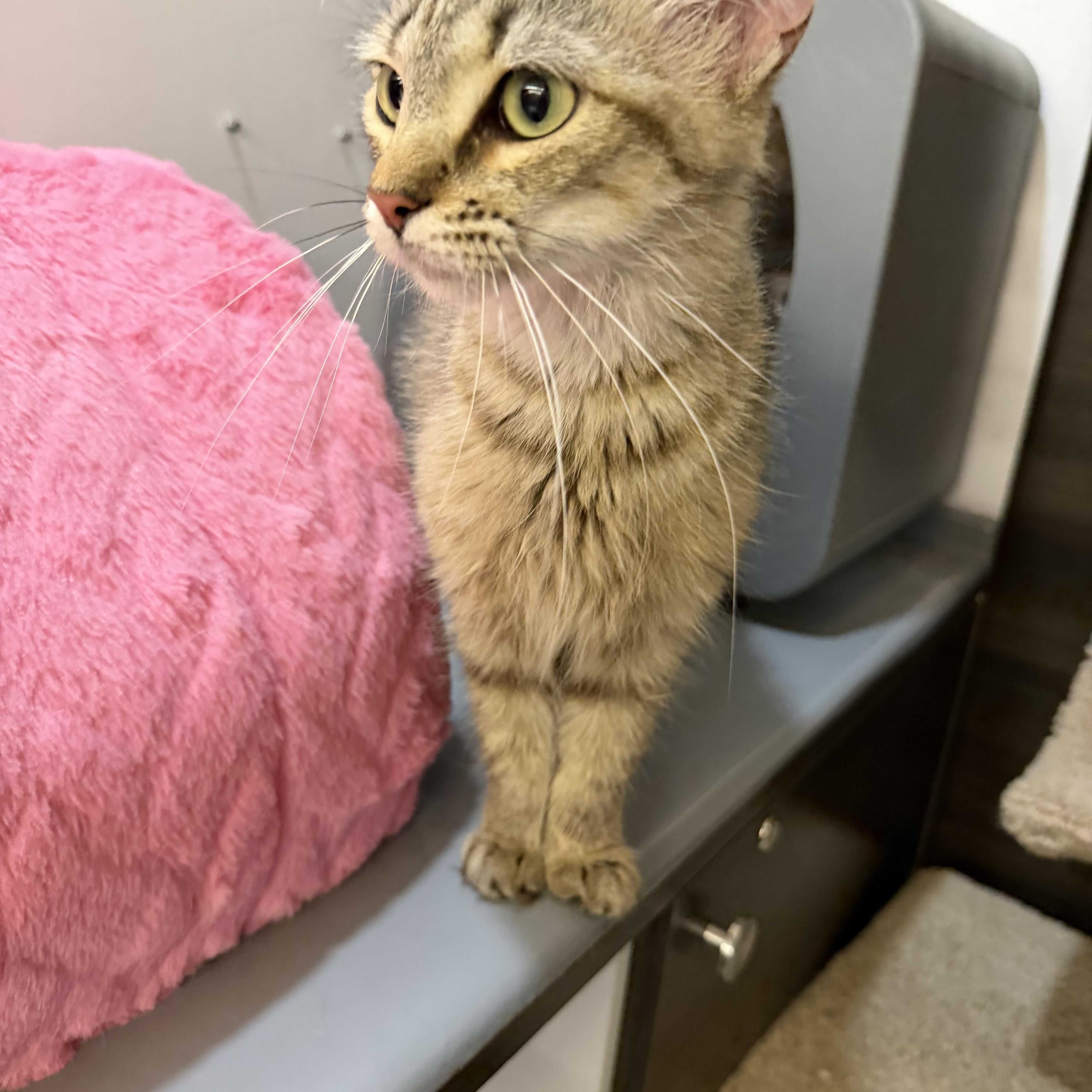 A young medium-sized female Domestic Short Hair cat named Pecan for adoption in Syosset, NY