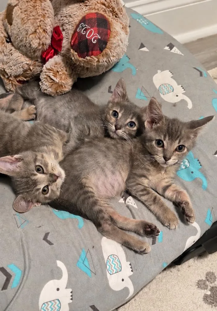 A baby small-sized female Domestic Short Hair cat named Lavender for adoption in Chicago, IL