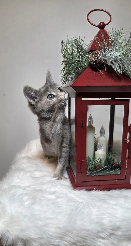 Lavender thumbnail 3