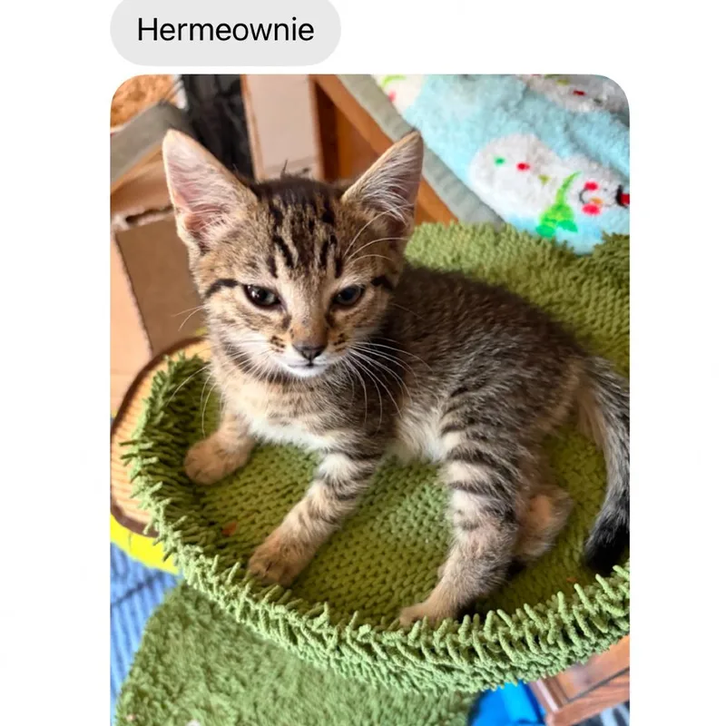 A baby small-sized female Brown / Chocolate Domestic Short Hair cat named Hermeowie for adoption in Fayetteville, GA