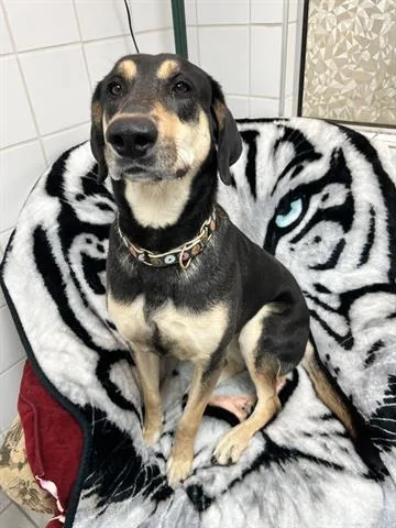 An adult large-sized female German Shepherd Dog dog named Bellz for adoption in Canfield, OH