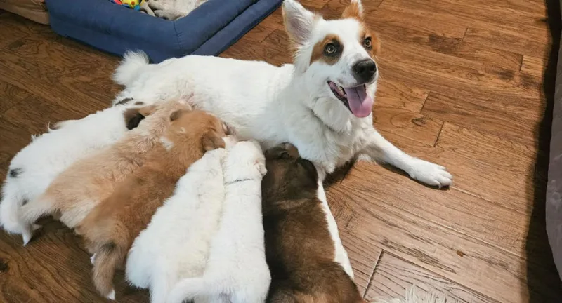 A baby medium-sized female White / Cream Corgi dog named Moonstone for adoption in Pflugerville, TX