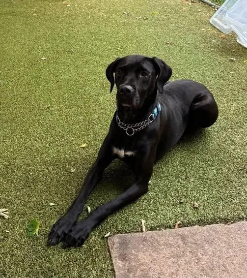 Queen Bella