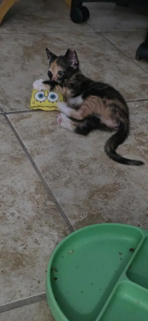 A baby medium-sized female Domestic Short Hair cat named Moxie for adoption in San Antonio, TX