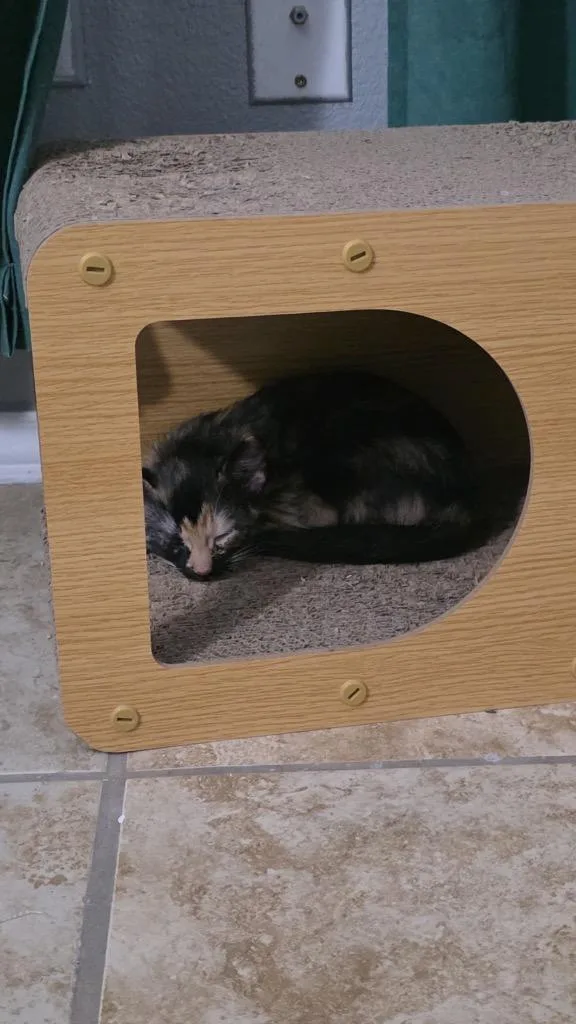 Moxie thumbnail 3