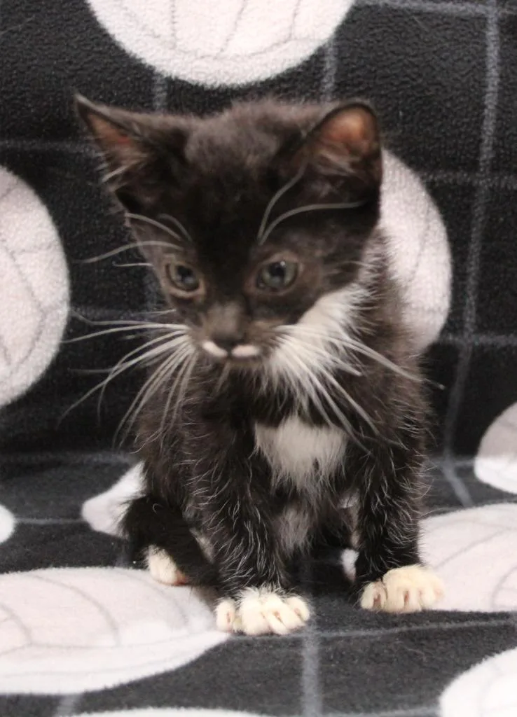 A baby medium-sized male Domestic Short Hair cat named Charlie for adoption in Vacaville, CA