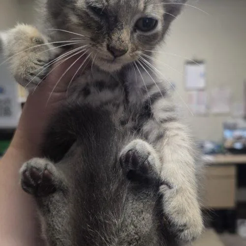 A baby small-sized male Tabby (Gray / Blue / Silver) Domestic Short Hair cat named Ray D Ater for adoption in Burlington, IA