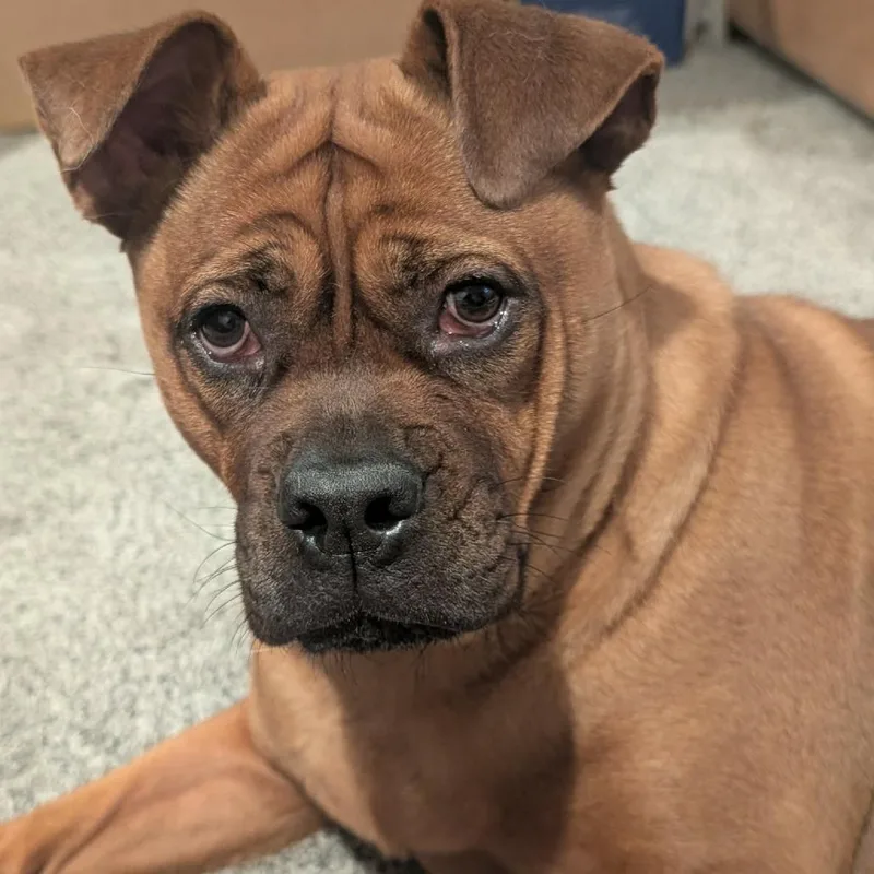 An adult medium-sized female Red / Chestnut / Orange Boxer dog named Frida D for adoption in Princeton, MN