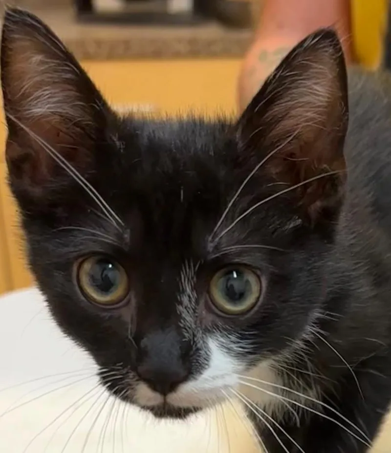 A baby small-sized female Domestic Short Hair cat named Lacey for adoption in Elizabethton, TN
