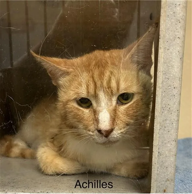 A young medium-sized male Domestic Short Hair cat named Achilles for adoption in Lincolnton, NC