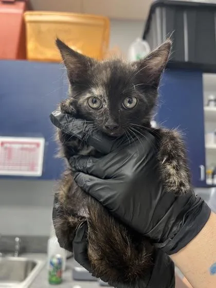 A young small-sized female Domestic Short Hair cat named B Peaches for adoption in North Charleston, SC