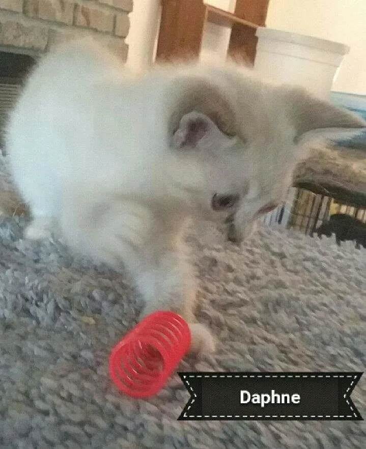A baby small-sized female White Domestic Medium Hair cat named Daphnie for adoption in Shrewsbury, MA