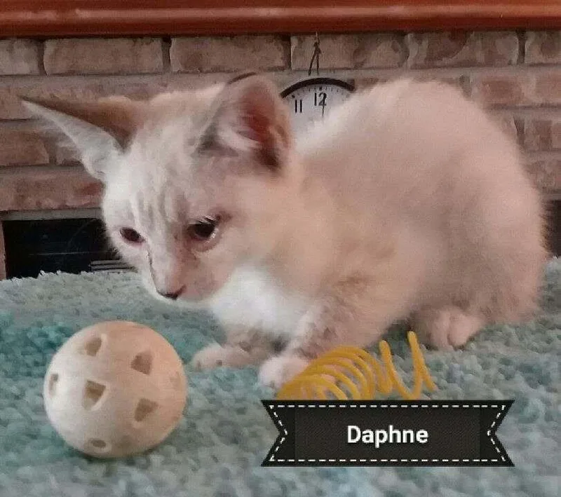 Daphnie thumbnail 2