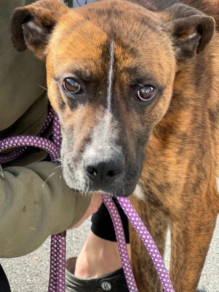 An adult large-sized male Mountain Cur dog named Atlas for adoption in Pine Grove, PA