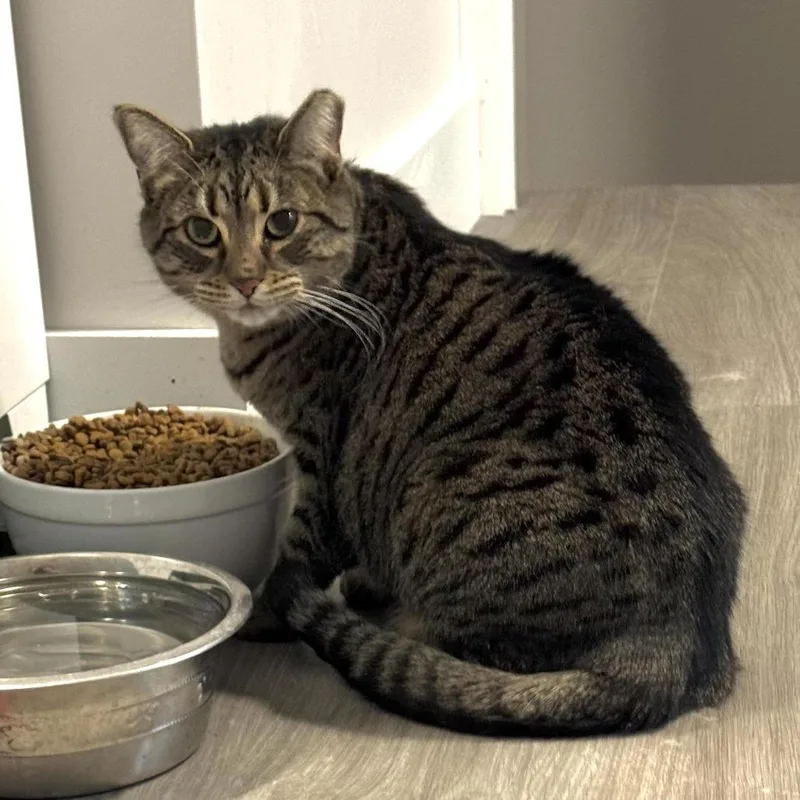 A senior small-sized female Brown / Chocolate Domestic Short Hair cat named Birdie for adoption in Goshen, IN