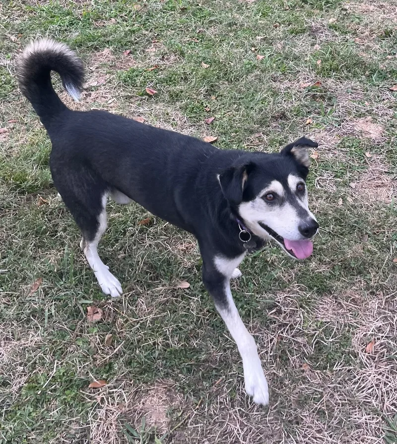 An adult medium-sized male Black Husky dog named Vex for adoption in Tomball, TX