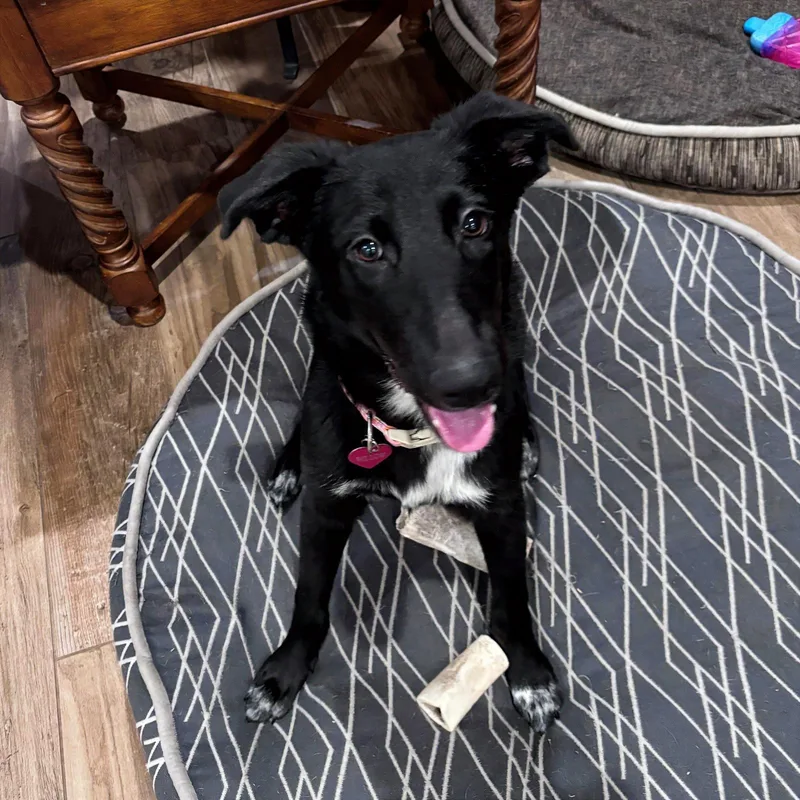 A baby medium-sized female Border Collie dog named Willow Dociletemper for adoption in Houston, TX