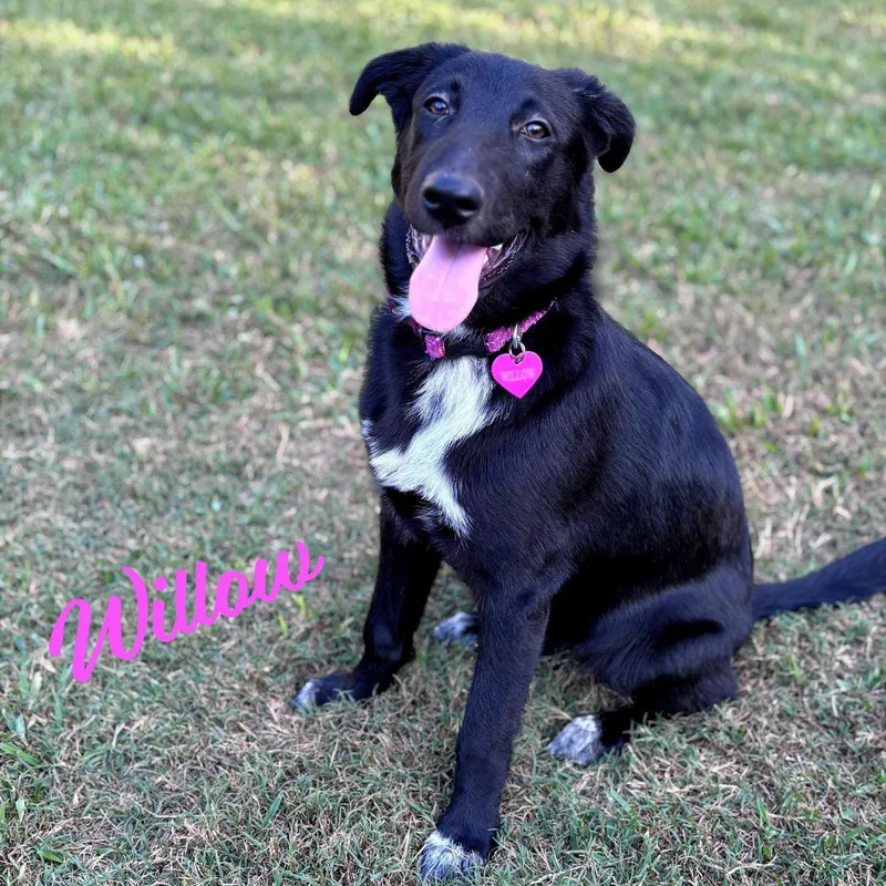 Willow Dociletemper thumbnail 2