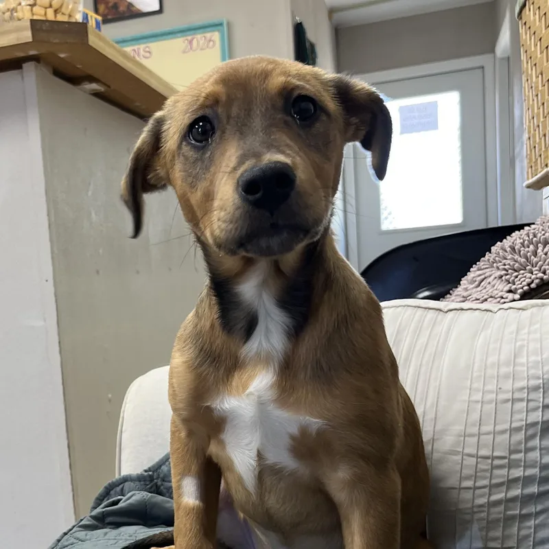 A young medium-sized female Bicolor Vizsla dog named Rain for adoption in Farmington, MO