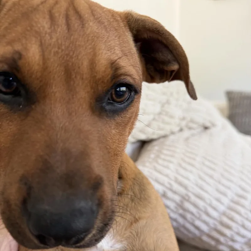 A young medium-sized female Pit Bull Terrier dog named Donna for adoption in Kansas City, MO