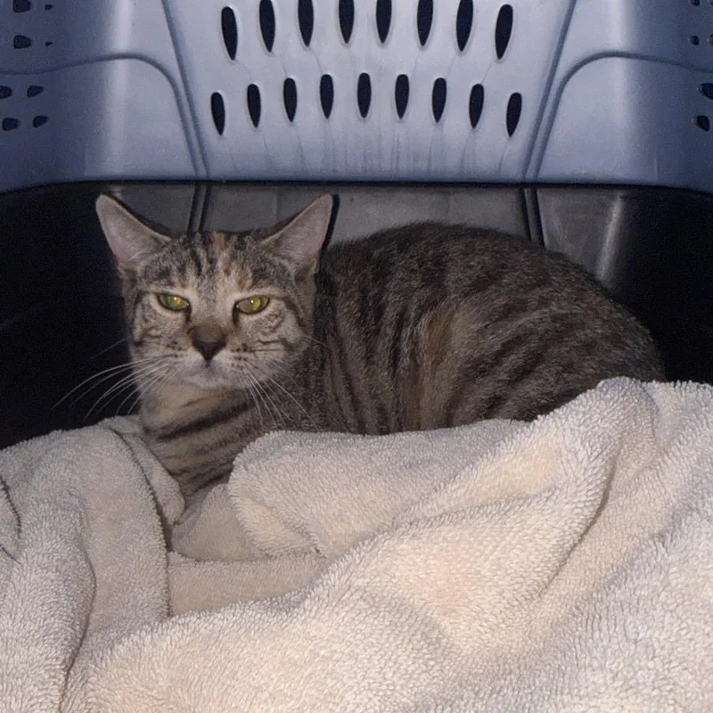 A young medium-sized female Gray / Blue / Silver Domestic Short Hair cat named Righty for adoption in Newark, NJ