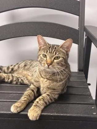 An adult medium-sized female Domestic Short Hair cat named Dina for adoption in West Chester, PA