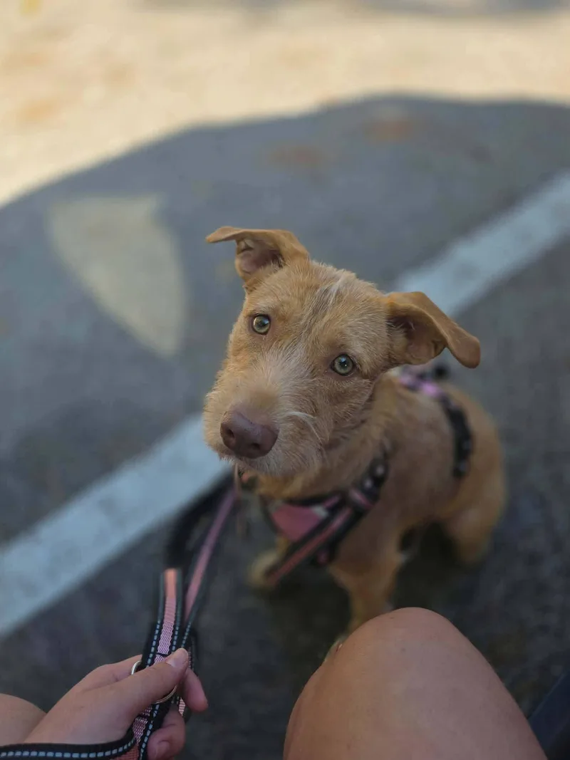 Maxine Aka Dumpling thumbnail 2