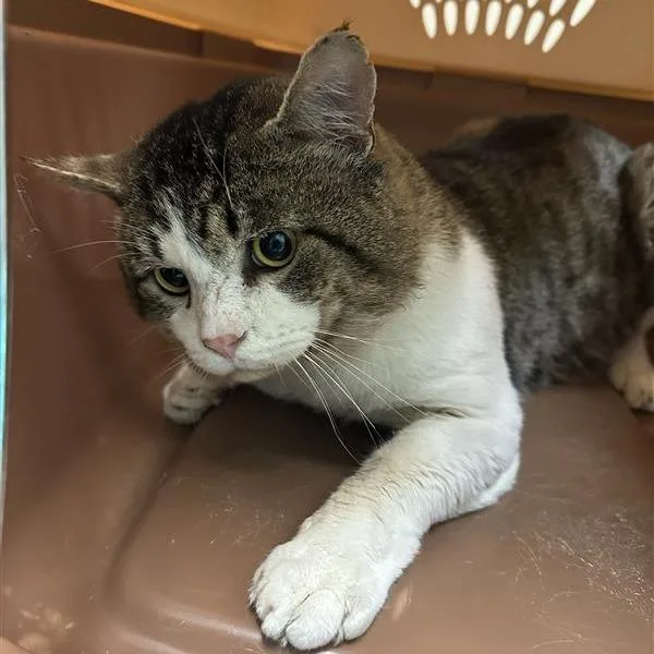 An adult large-sized male Brown / Chocolate Domestic Short Hair cat named Sparkling for adoption in Tacoma, WA
