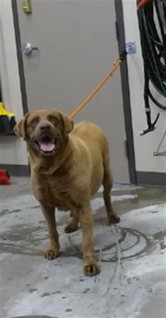 An adult extra large-sized female Labrador Retriever dog named Annie for adoption in Ontario, CA