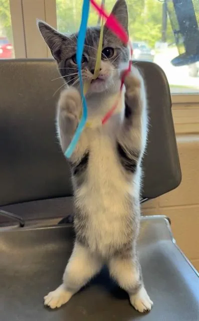 A baby medium-sized female Domestic Short Hair cat named Olive Oil for adoption in Cookeville, TN