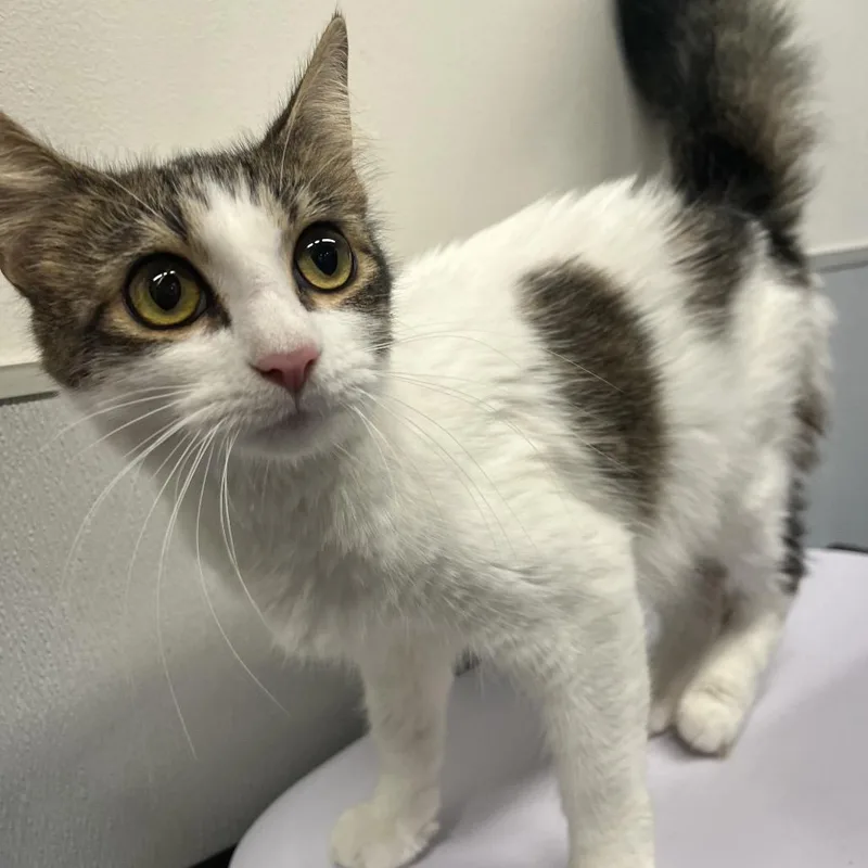 A young medium-sized female White Domestic Medium Hair cat named Nutella for adoption in Clearwater, FL