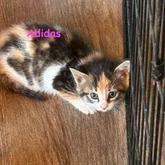 A baby medium-sized female Calico cat named Adidas for adoption in Carneys Point, NJ