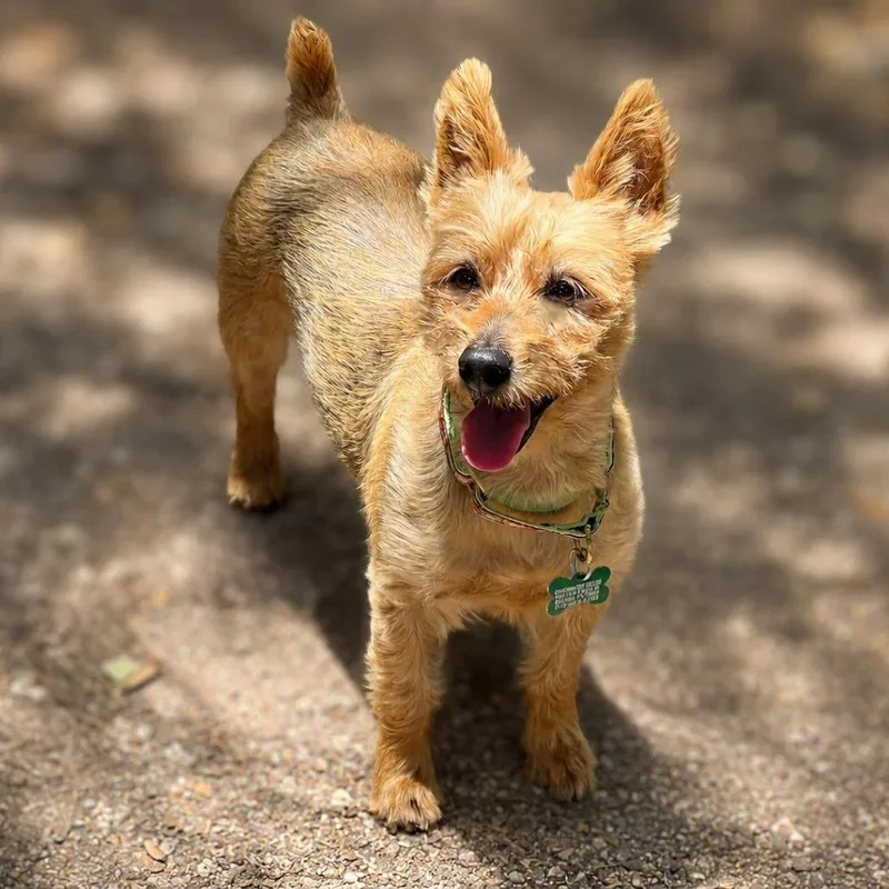 A senior small-sized female Black Australian Terrier dog named Emma for adoption in Boerne, TX