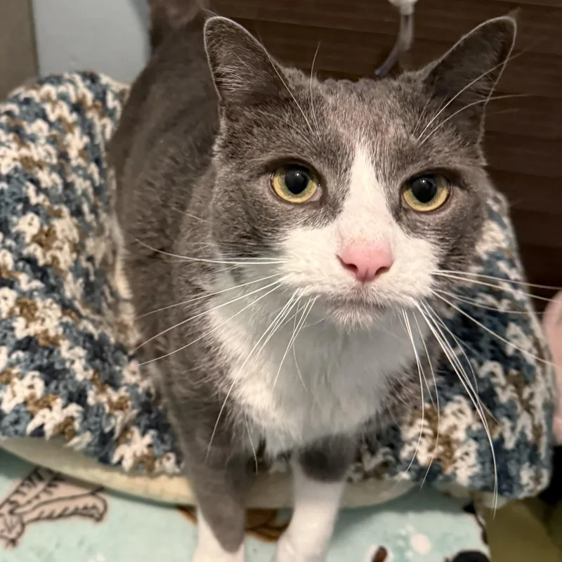 An adult large-sized male Gray & White Domestic Short Hair cat named Chip for adoption in Smithtown, NY