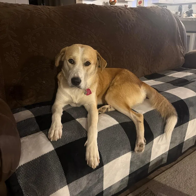 An adult large-sized female Yellow / Tan / Blond / Fawn Mixed Breed dog named Daisy for adoption in Rossville, GA