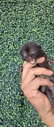 A baby small-sized female Black Domestic Short Hair cat named 61680887 for adoption in El Paso, TX