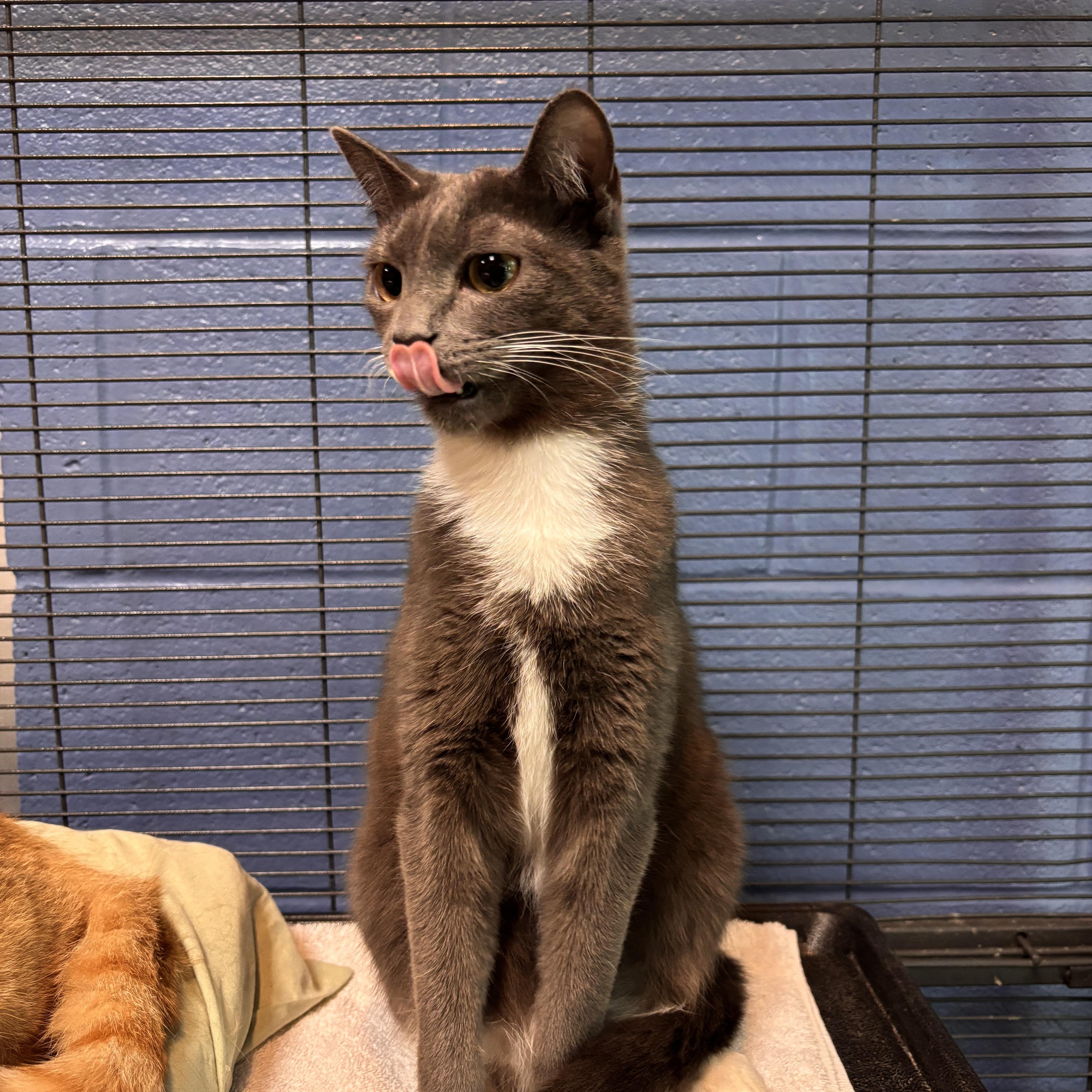A young small-sized female Domestic Short Hair cat named Sage for adoption in Charleston, SC
